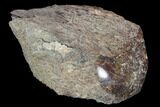 Polished Dinosaur Bone (Gembone) Section - Utah #96436-1